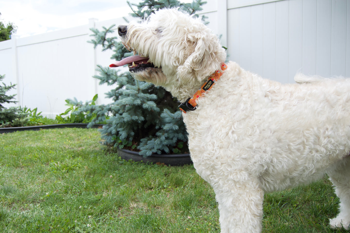 Wild Ten Signature Collar - Pretzels & Water ice