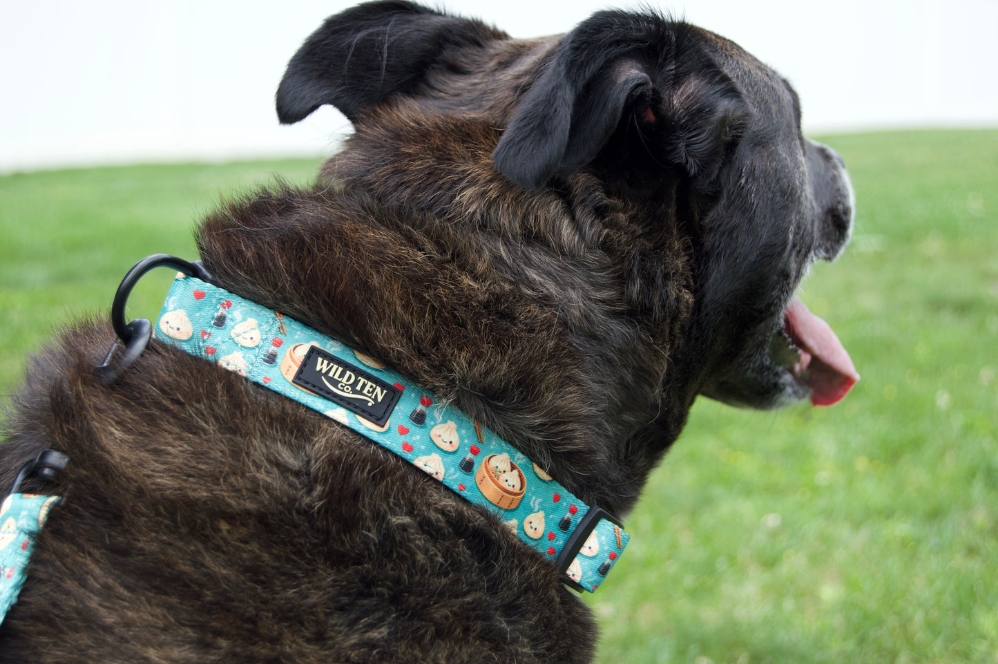 Savannah is wearing our signature collar in size Large