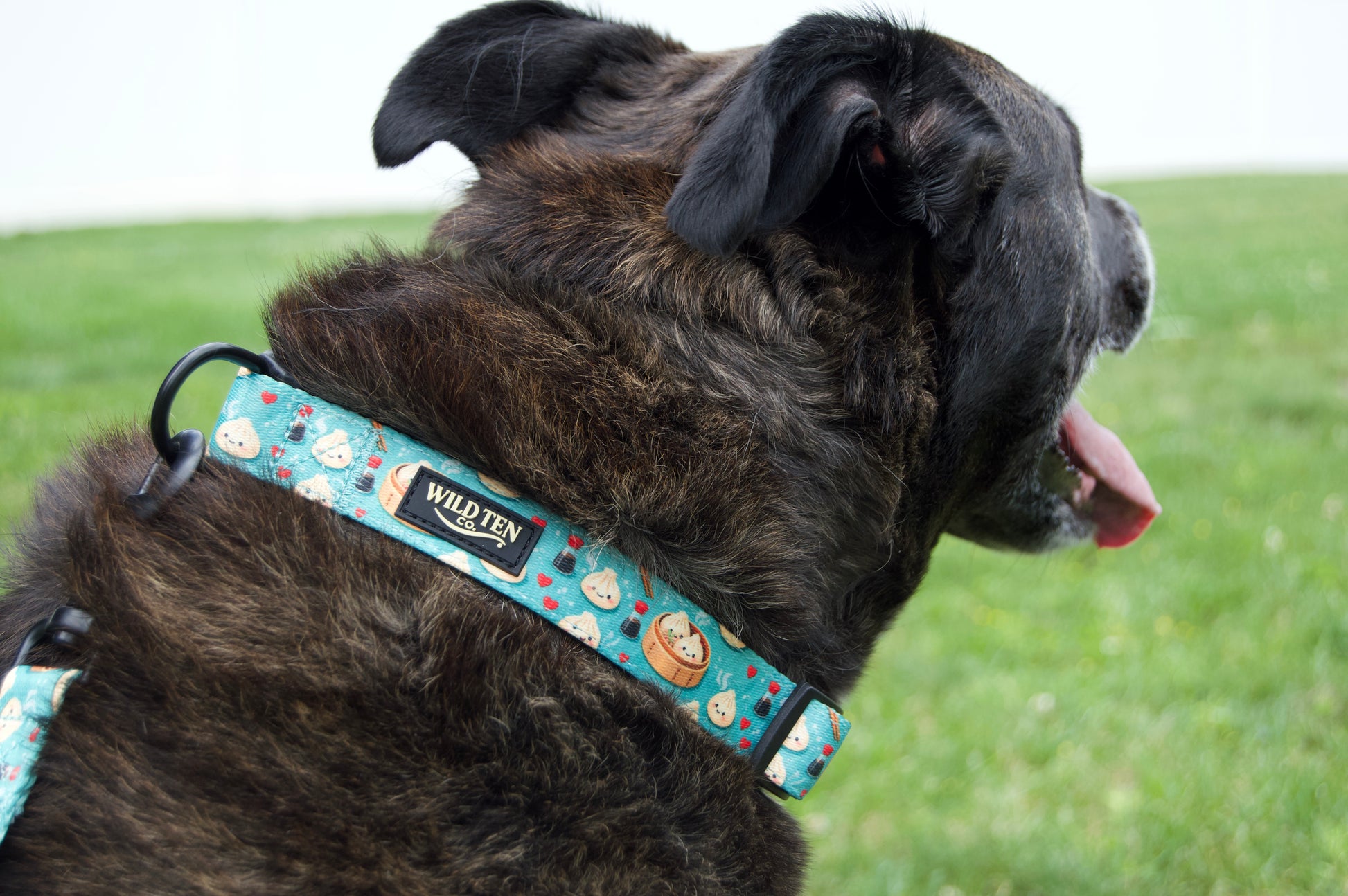 Savannah is wearing our signature collar in size Large