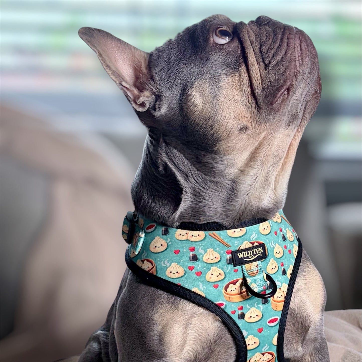 Adjustable no pull harness - Soy in Love